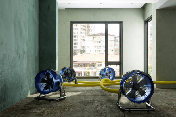 Best Mold removal after water damage  in Darby, PA